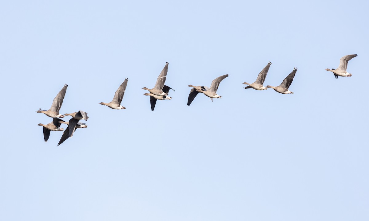 Pink-footed Goose - ML609083818