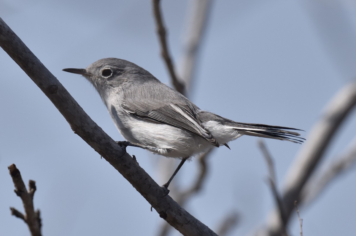 Blue-gray Gnatcatcher - ML609083866