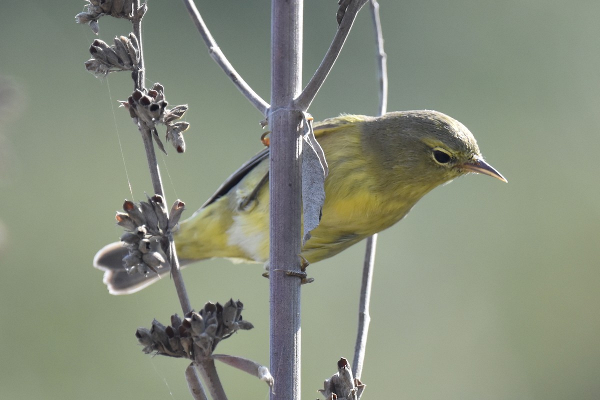 Orange-crowned Warbler - ML609083872