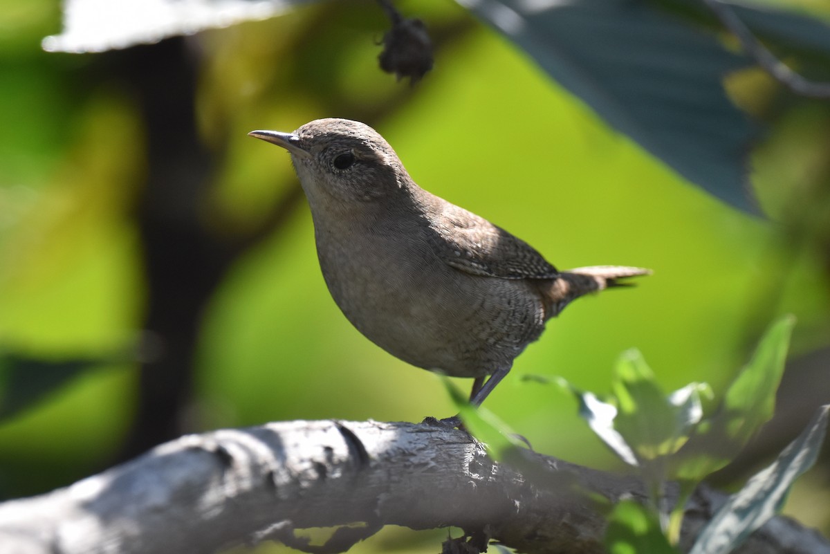 Northern House Wren - ML609083875