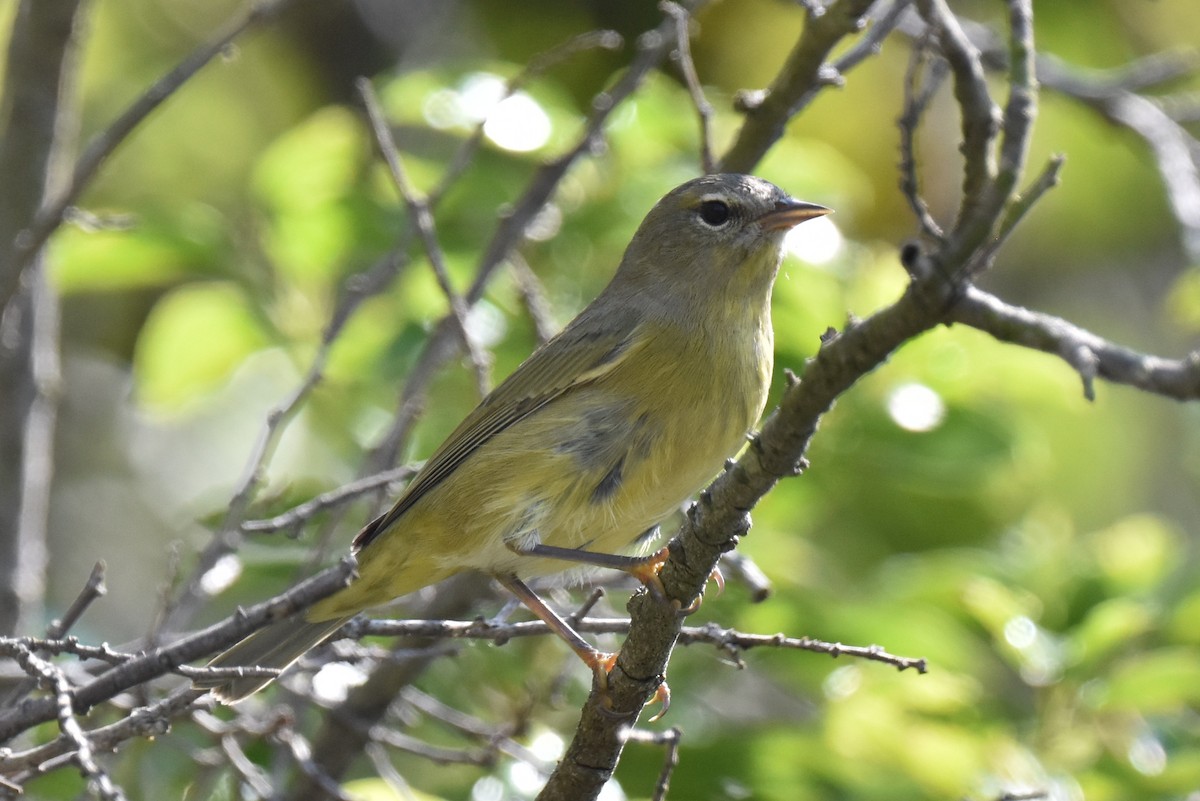 Orange-crowned Warbler - ML609083877