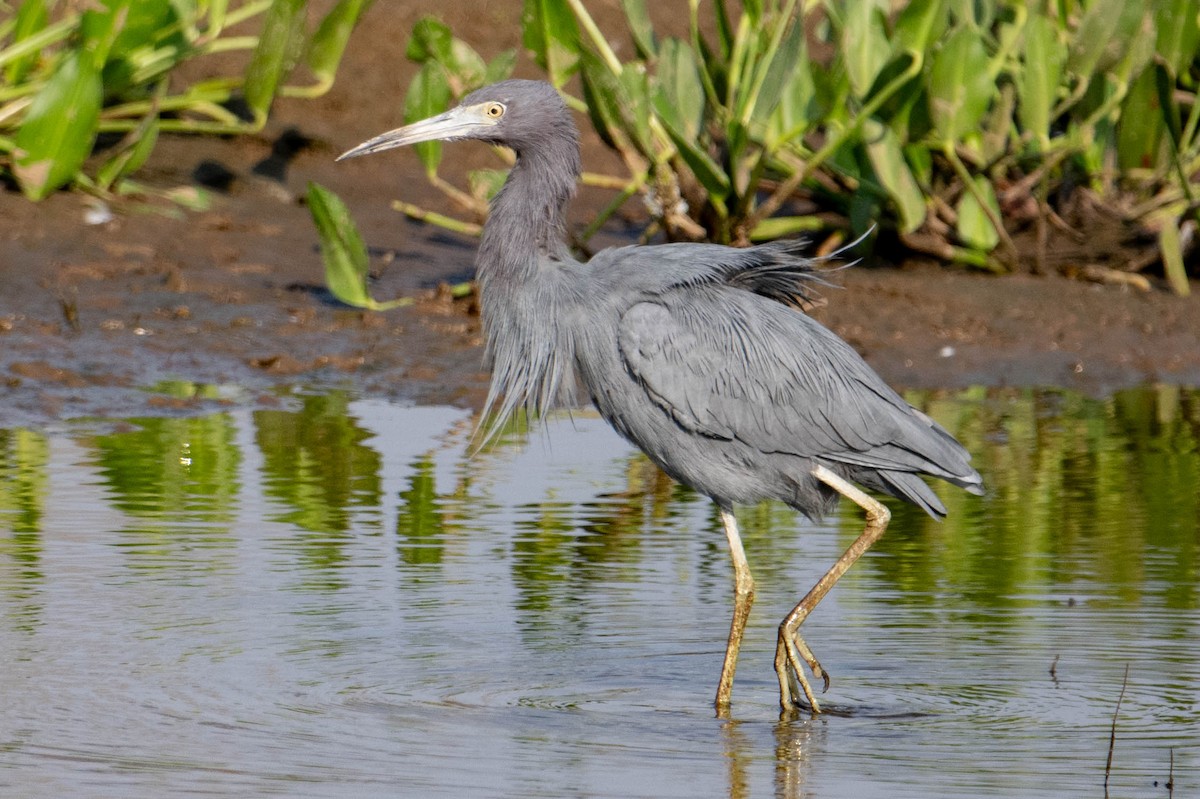 Little Blue Heron - ML609083888