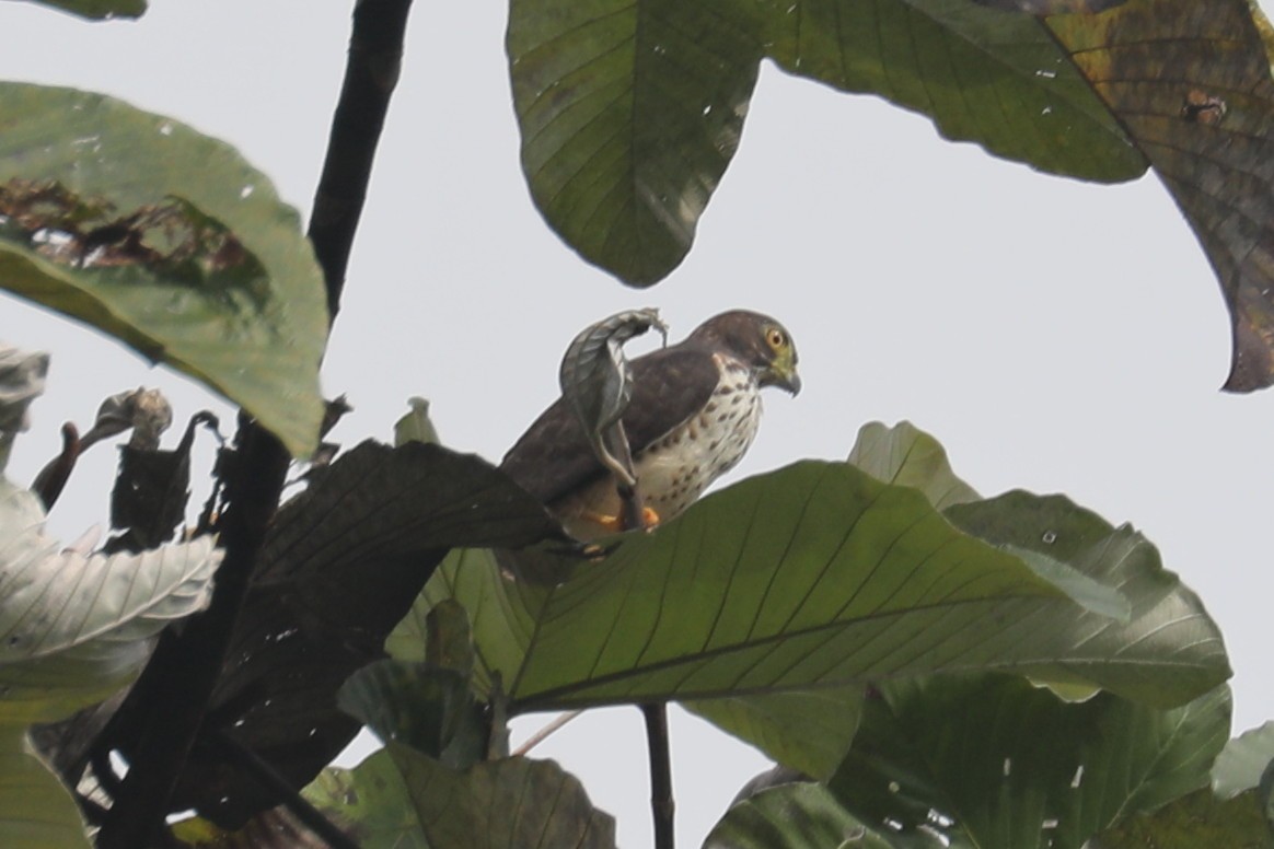 Double-toothed Kite - ML609083925