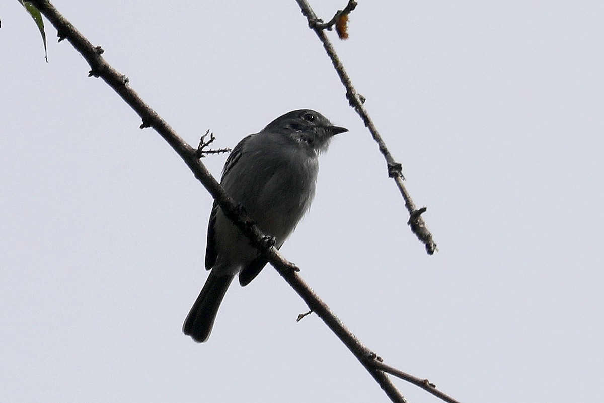 Fiofío Gris (parambae/absita) - ML609083926