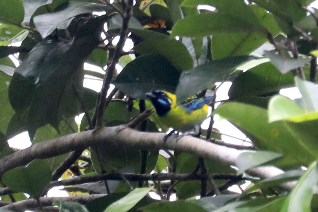 Blue-whiskered Tanager - Stephen Gast