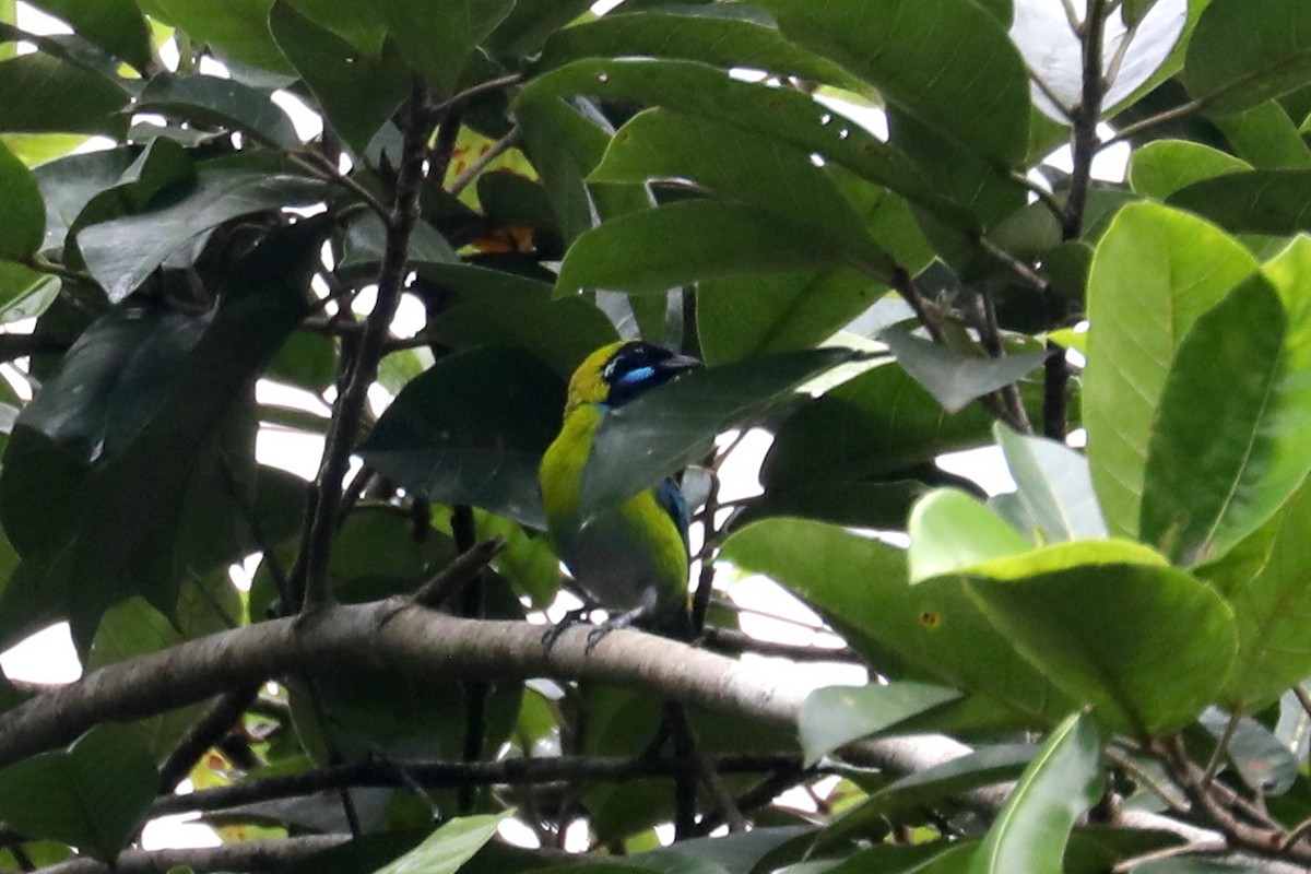 Blue-whiskered Tanager - ML609083944