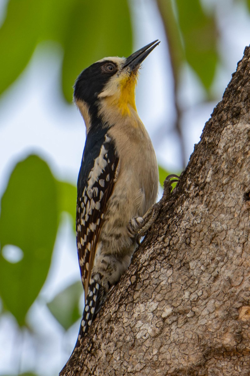 White-fronted Woodpecker - ML609083947