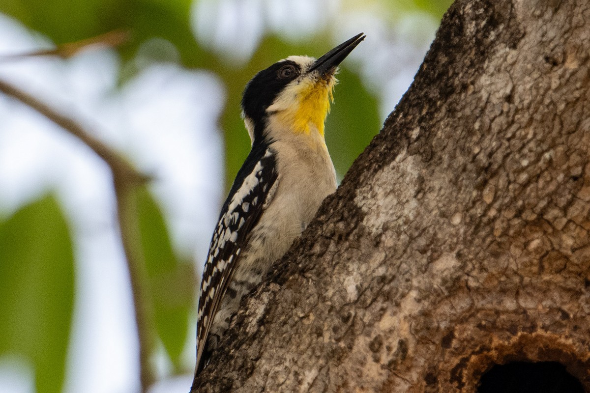 White-fronted Woodpecker - ML609083949