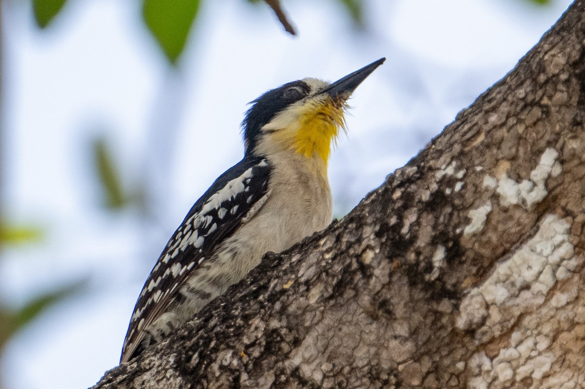 White-fronted Woodpecker - ML609083959