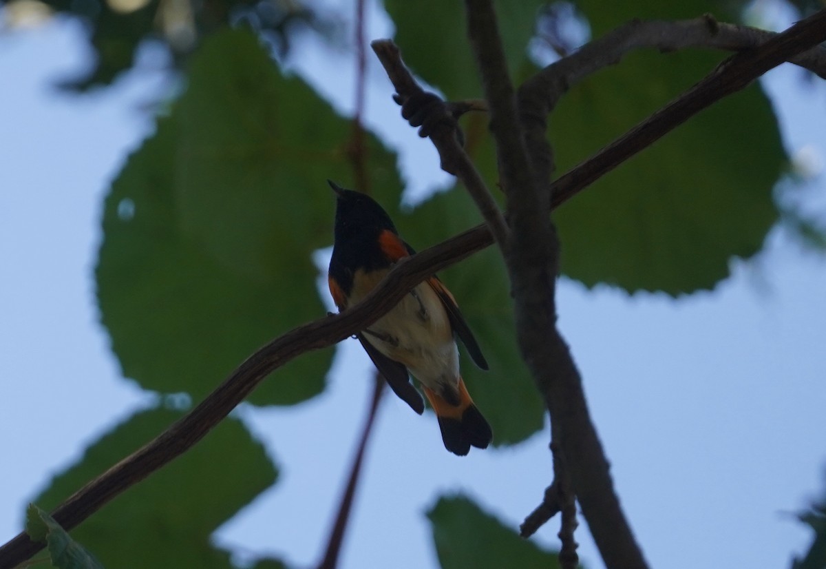 American Redstart - ML609083971