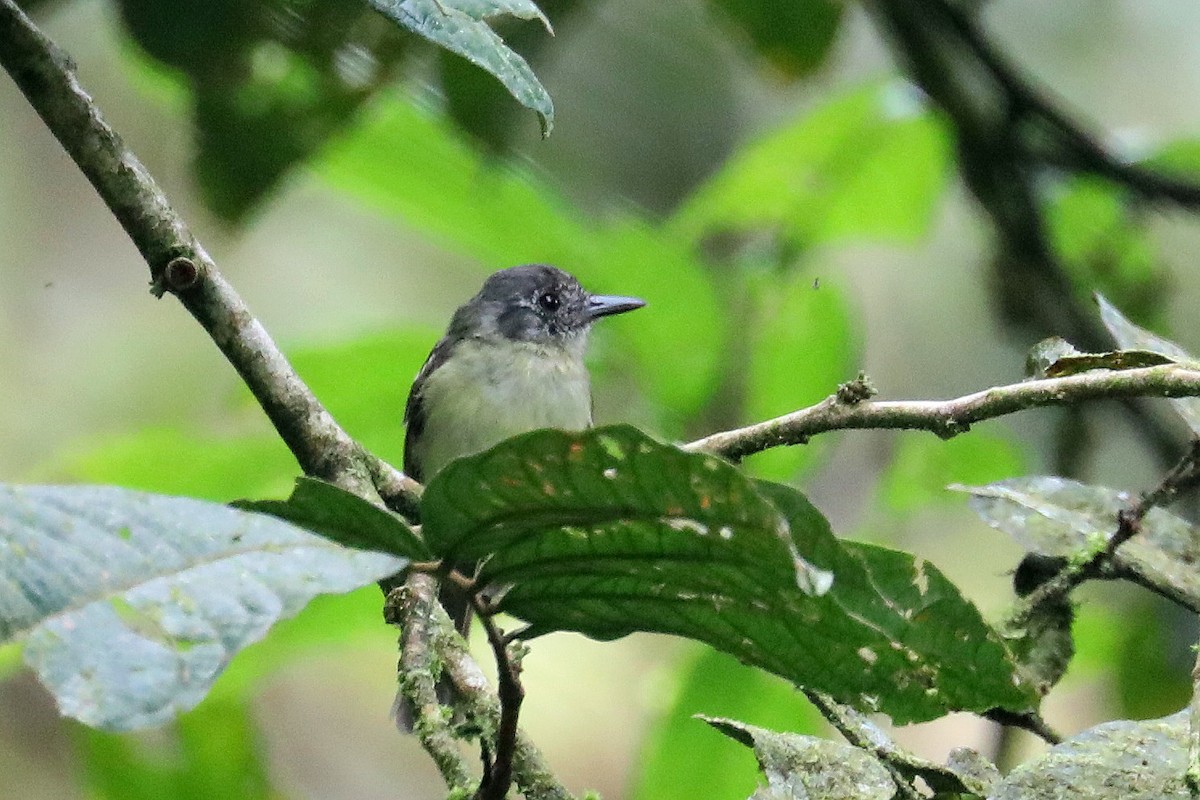 Slaty-capped Flycatcher - Stephen Gast