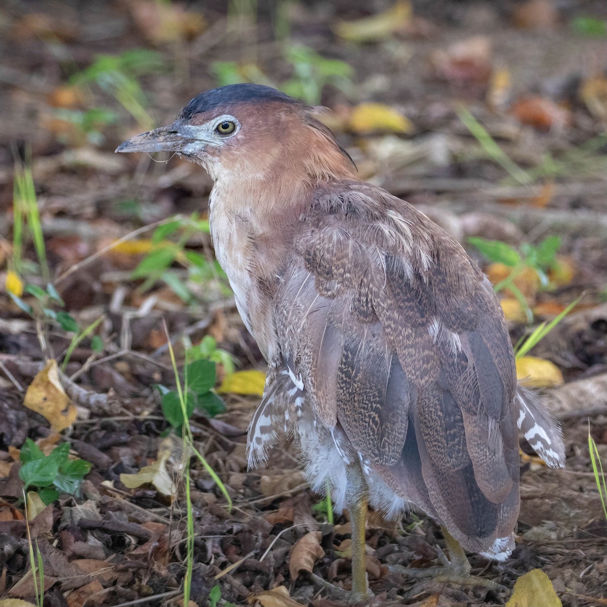 Malayan Night Heron - ML609084033