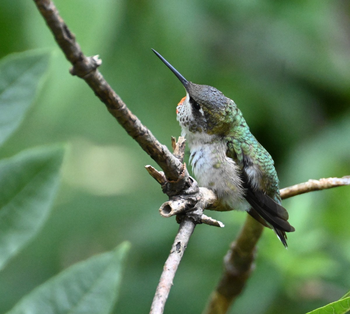 Ruby-throated Hummingbird - carol tuskey