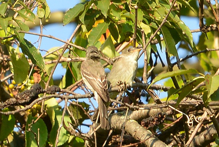 Eastern Phoebe - ML609084158