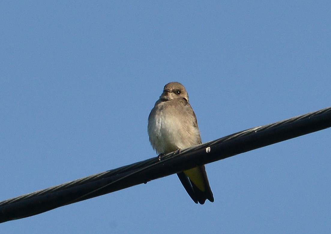 Northern Rough-winged Swallow - Bill Telfair