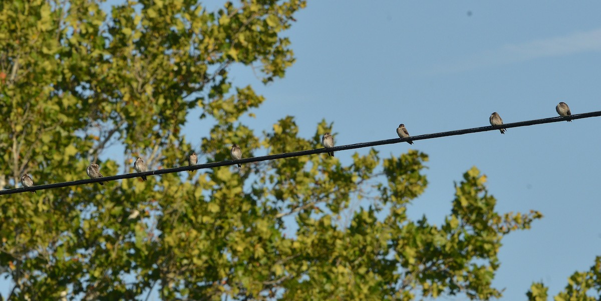 Northern Rough-winged Swallow - Bill Telfair