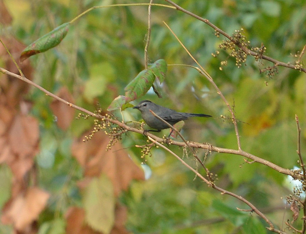 Gray Catbird - ML609084183