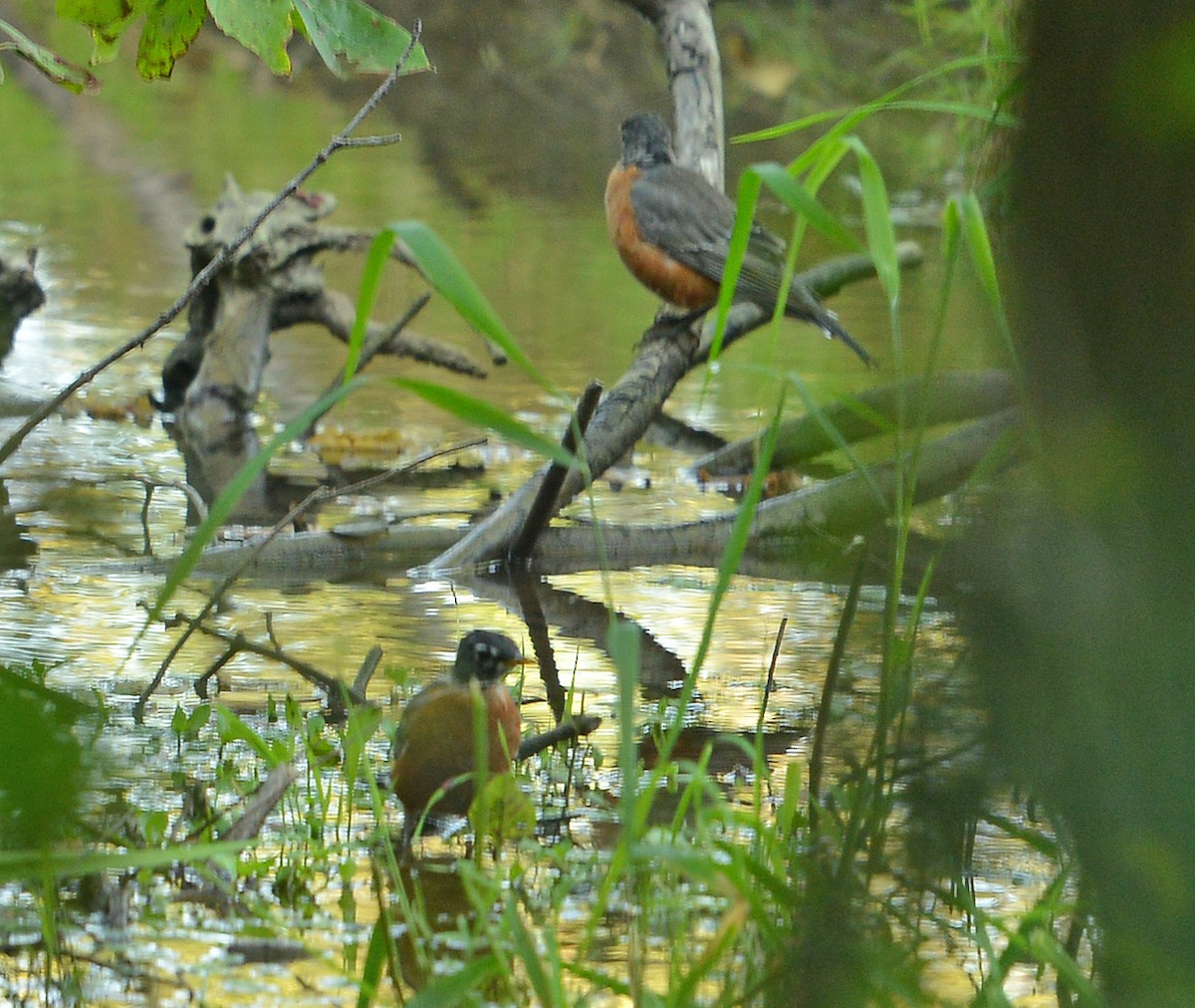 American Robin - Bill Telfair