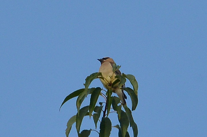 Cedar Waxwing - Bill Telfair