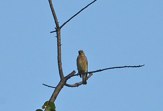 Cedar Waxwing - ML609084205