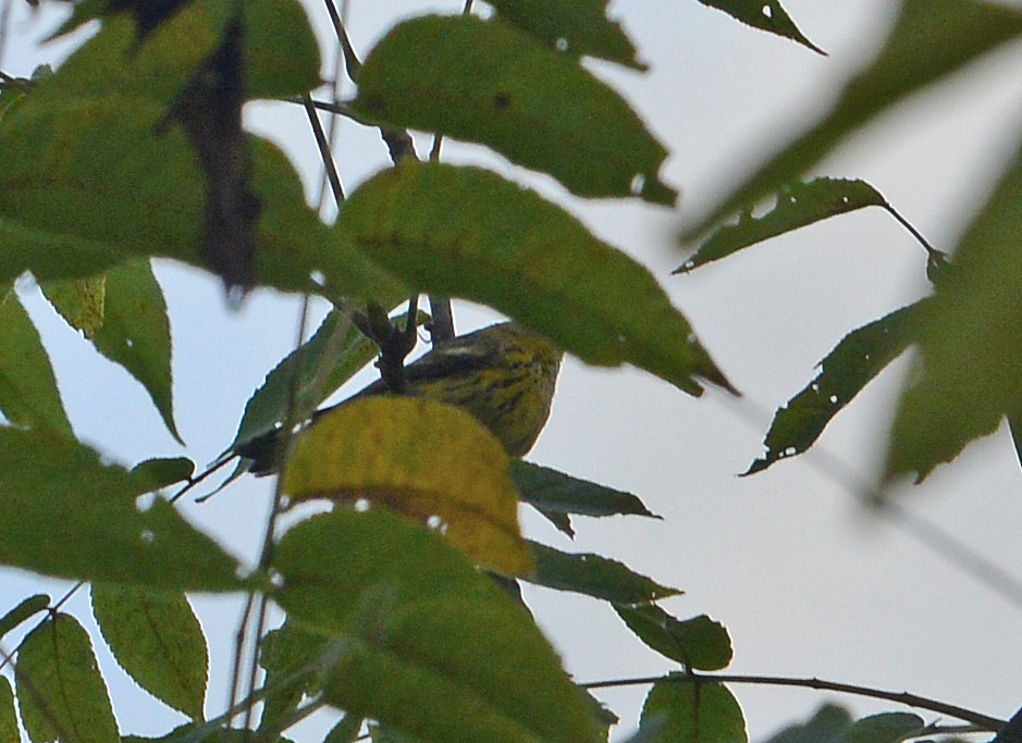 Cape May Warbler - Bill Telfair