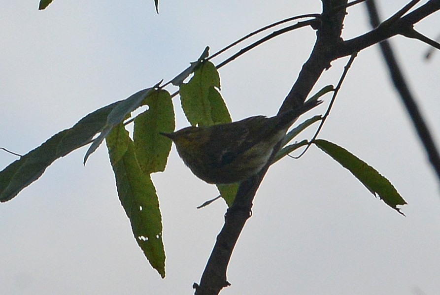 Cape May Warbler - Bill Telfair