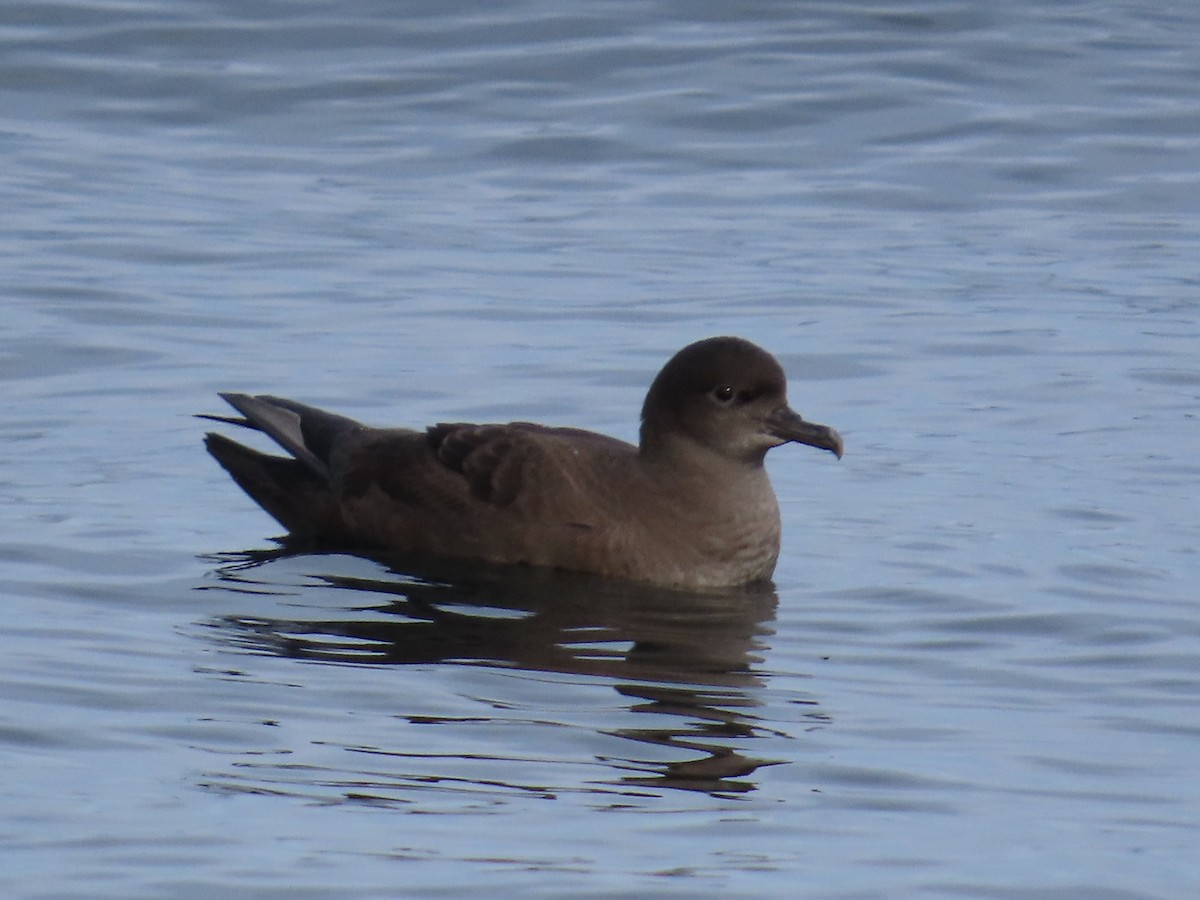 Short-tailed Shearwater - ML609084227