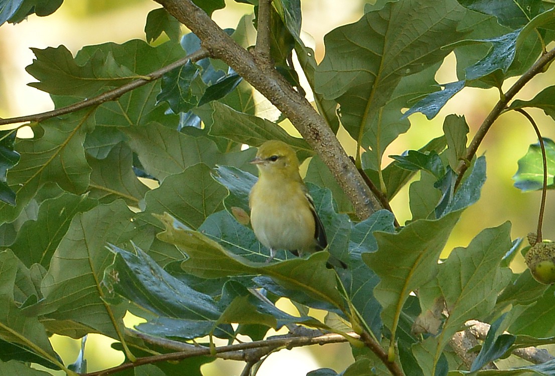 Bay-breasted Warbler - Bill Telfair