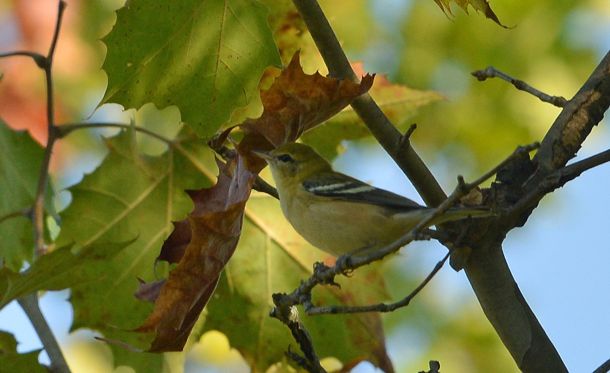 Bay-breasted Warbler - Bill Telfair