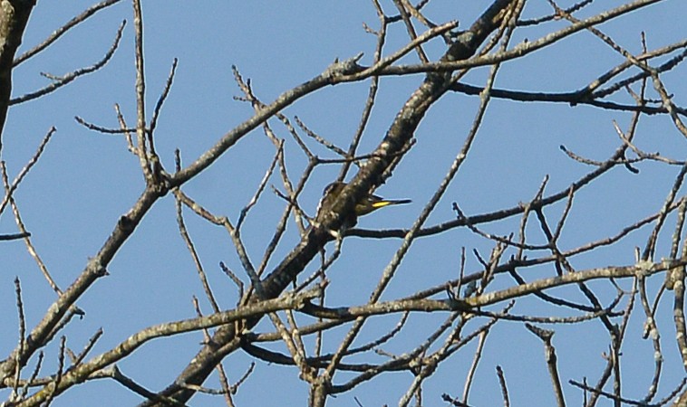 Yellow-rumped Warbler - Bill Telfair