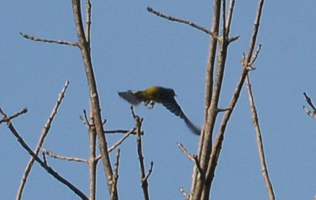 Yellow-rumped Warbler - ML609084243