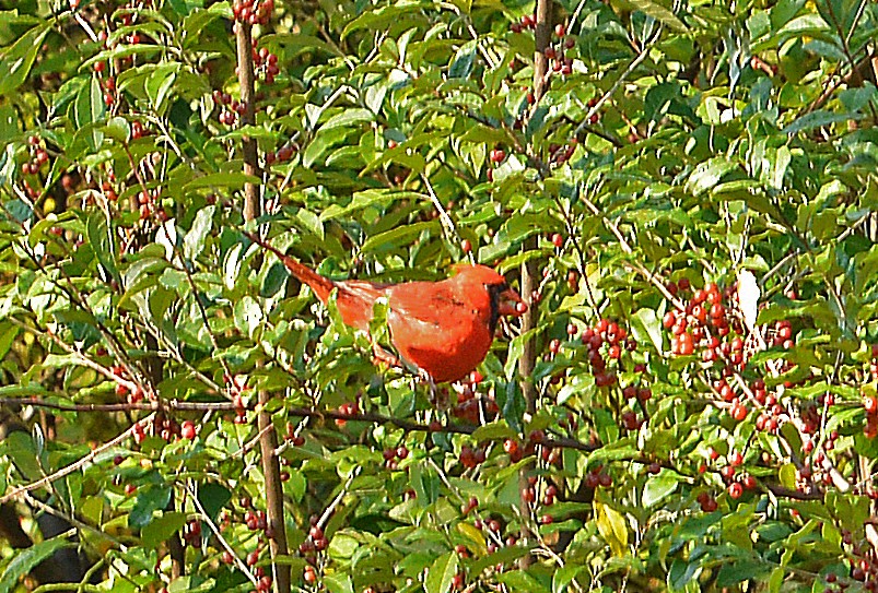 Northern Cardinal - Bill Telfair