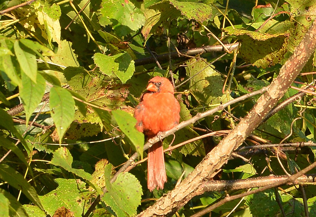 Northern Cardinal - ML609084246