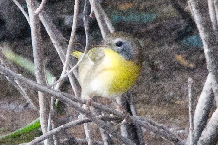 Common Yellowthroat - ML609084250