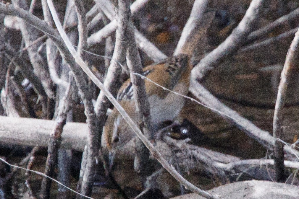 Marsh Wren - ML609084258