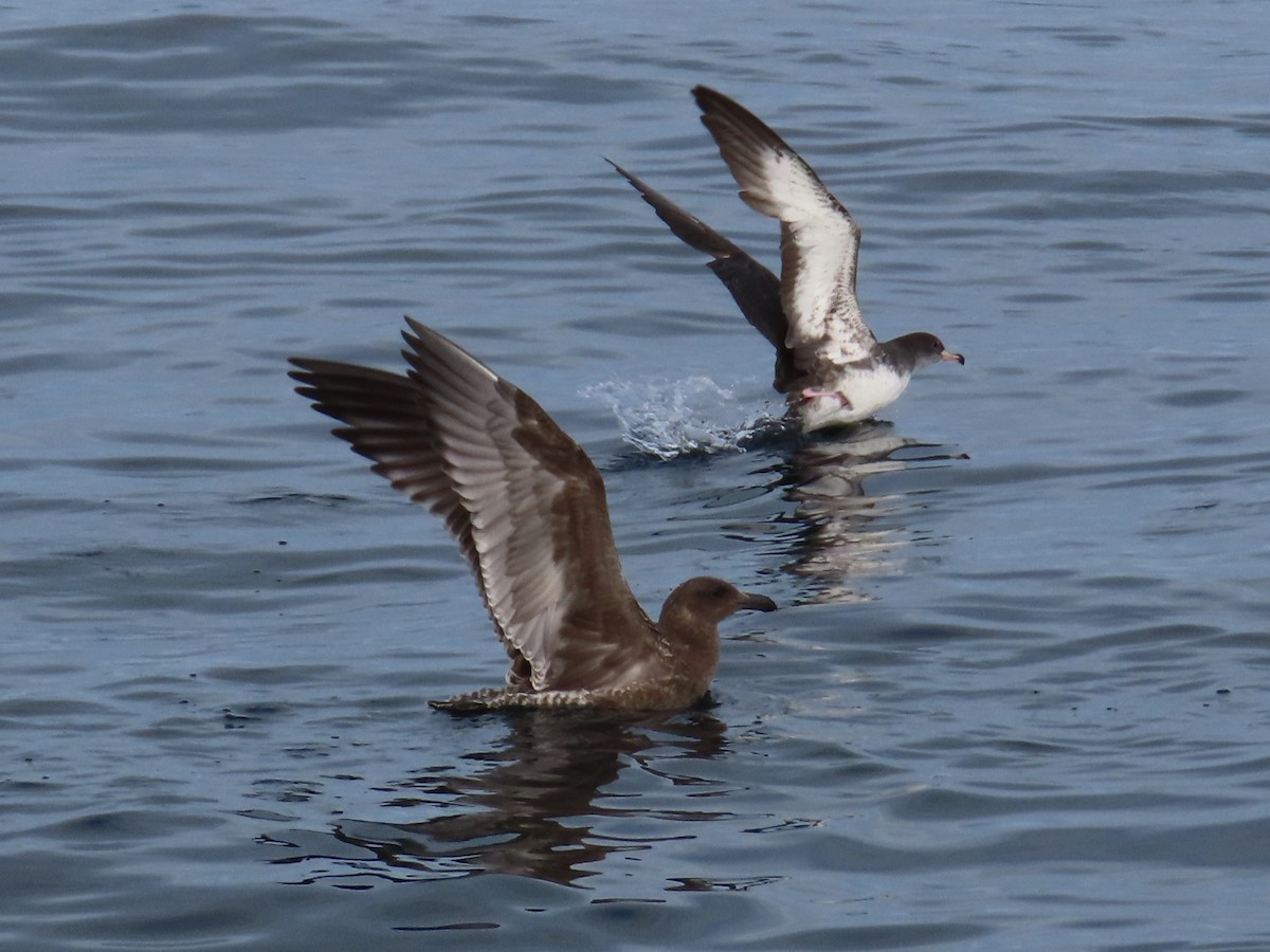 Pink-footed Shearwater - ML609084289