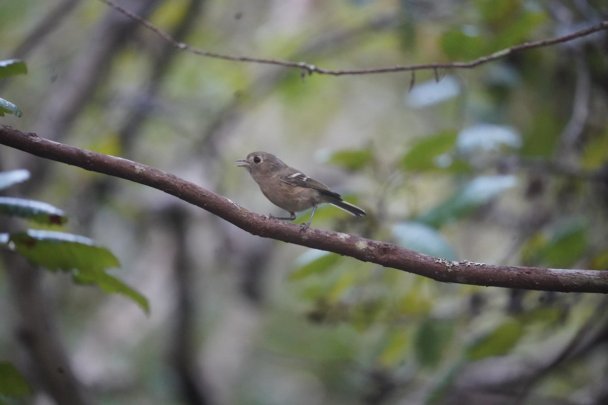 Hutton's Vireo - ML609084300