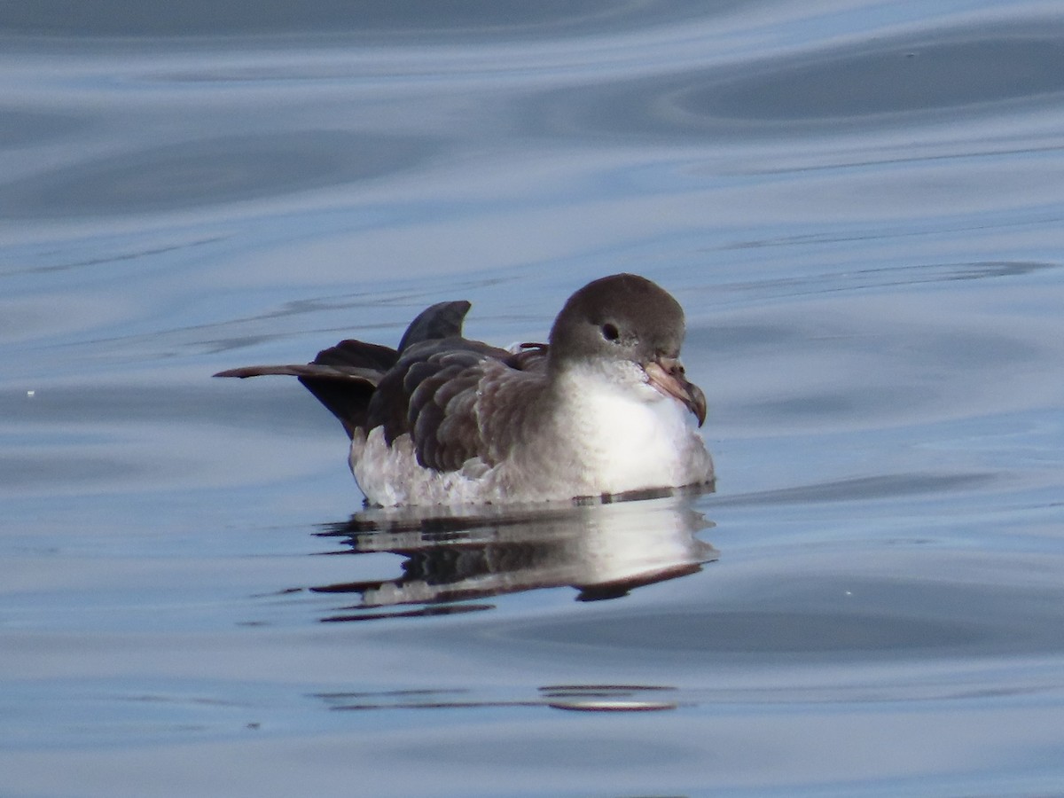 Pink-footed Shearwater - ML609084301