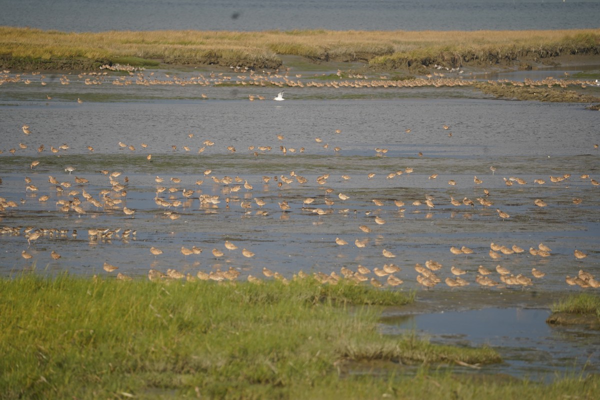 Marbled Godwit - ML609084317