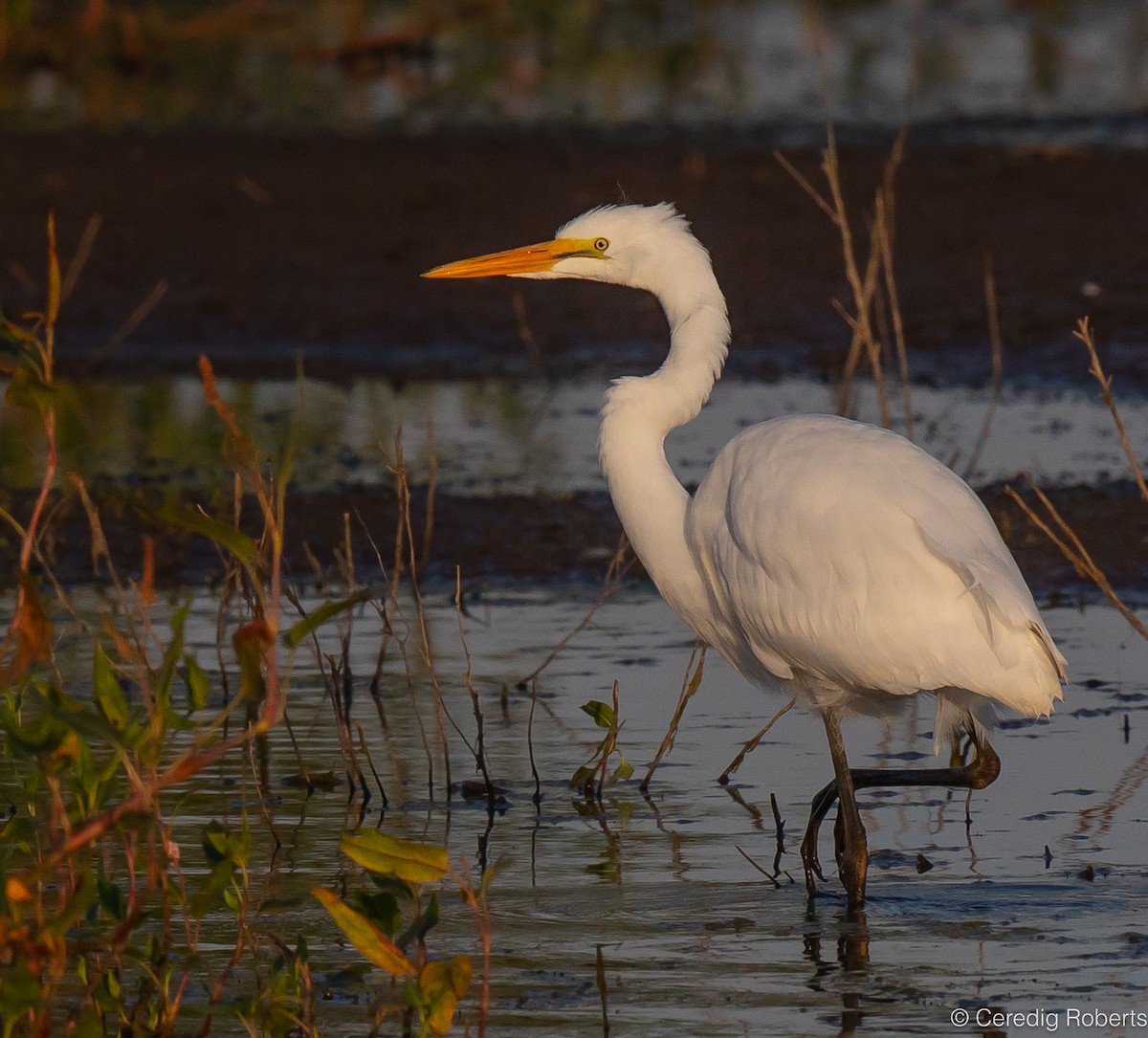 Great Egret - Ceredig  Roberts