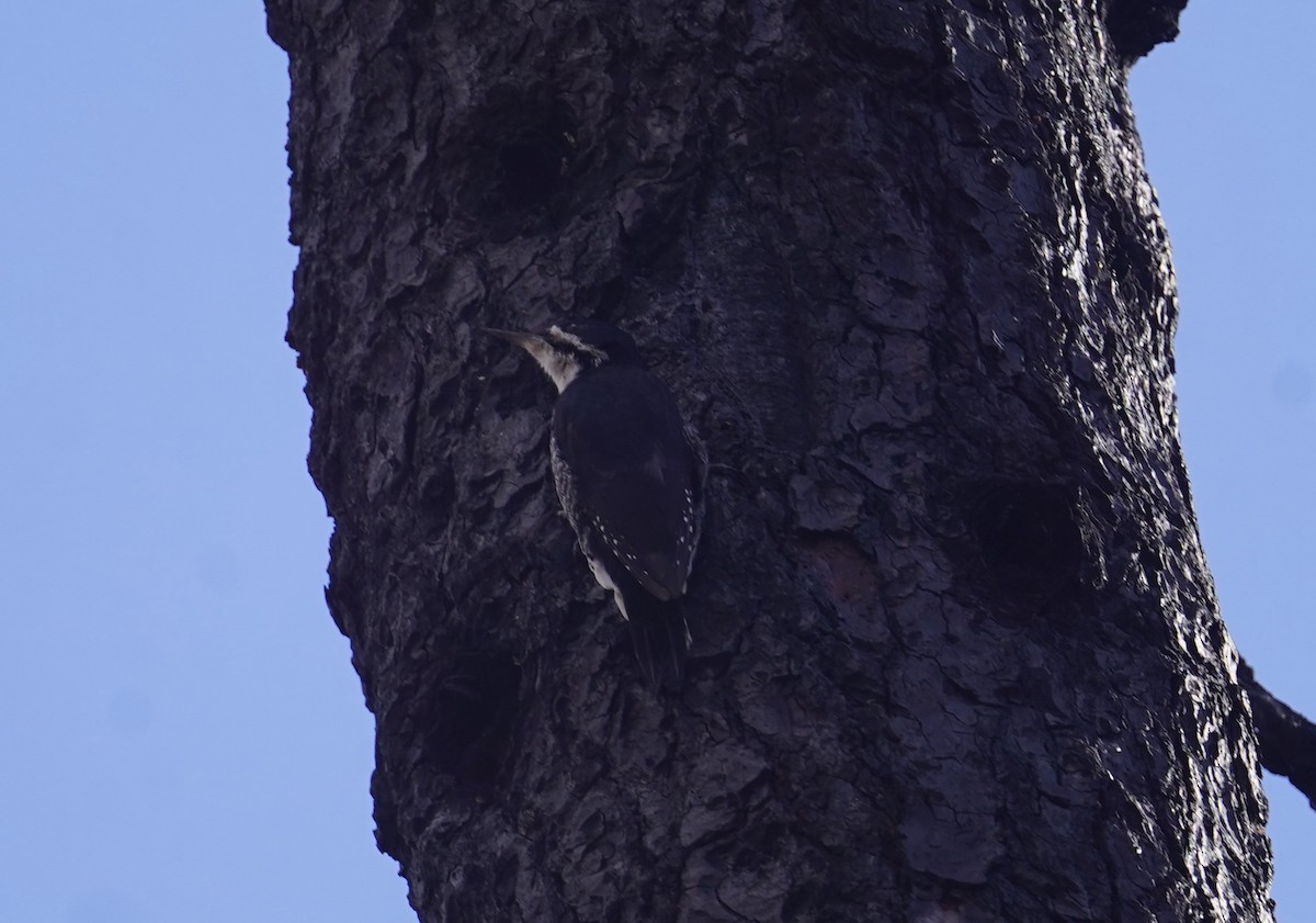 Black-backed Woodpecker - ML609084463