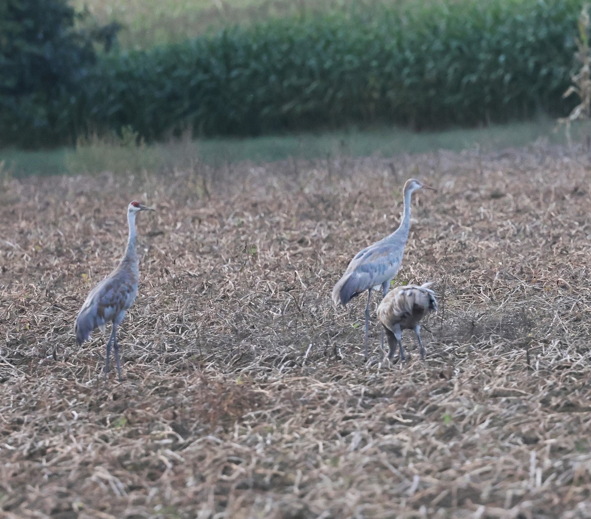 Sandhill Crane - ML609084514