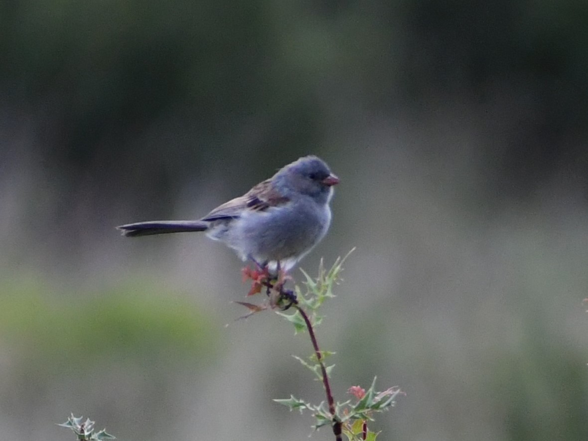 Black-chinned Sparrow - ML609084538