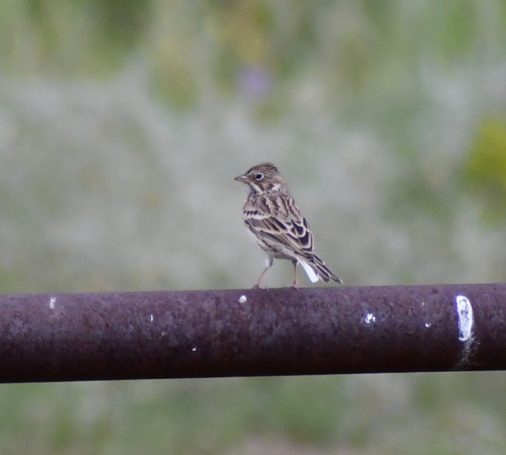 Vesper Sparrow - Jon McIntyre