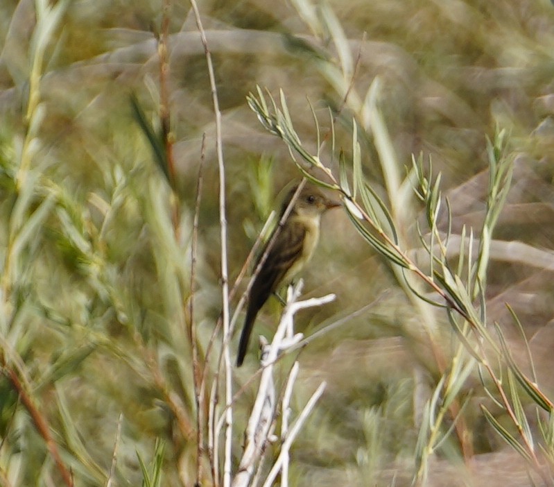 Weidenschnäppertyrann - ML609084549