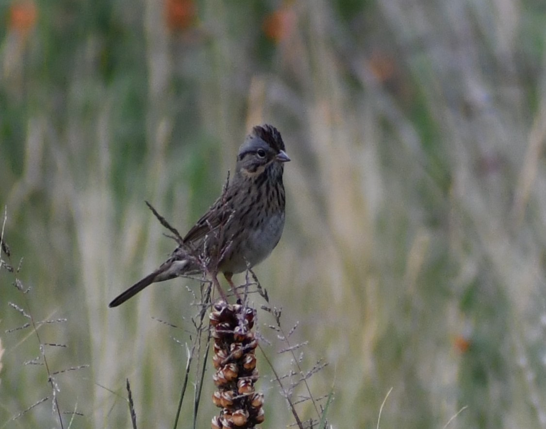 Lincoln's Sparrow - ML609084558