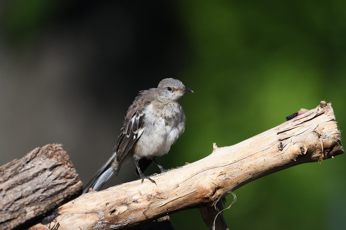 Northern Mockingbird - ML609084566