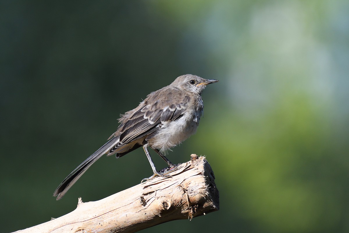 Northern Mockingbird - ML609084567