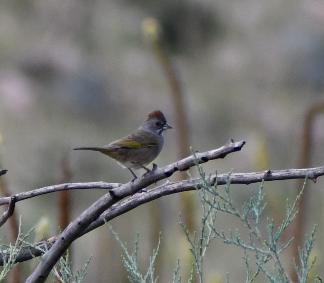 Green-tailed Towhee - ML609084577