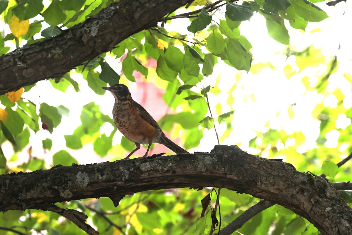 American Robin - ML609084612